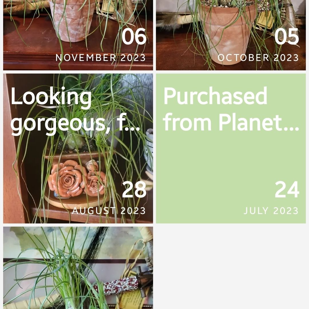 Photo of the plant species Albuca sp 'Augrabies Hills' by @WizardWoodsrose named Kesha on Greg, the plant care app