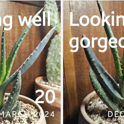Photo of the plant species Cape Speckled Aloe by @WizardWoodsrose named Winston on Greg, the plant care app