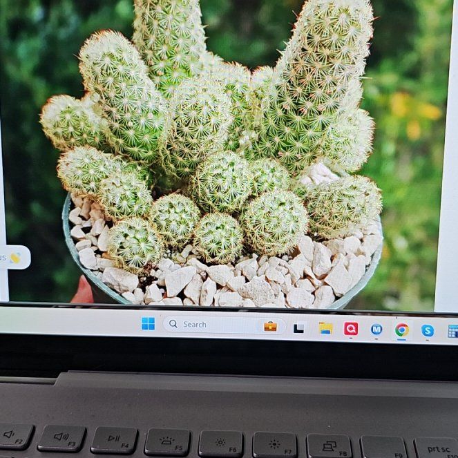 Photo of the plant species Lady Finger Cactus 'Pink Nymph' by @WizardWoodsrose named Stella on Greg, the plant care app