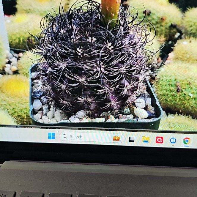 Photo of the plant species Neoporteria multicolor by @WizardWoodsrose named Fernie Mac on Greg, the plant care app