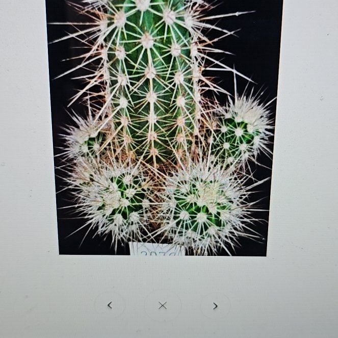 Photo of the plant species Assorted Echinocereus by @WizardWoodsrose named Luna on Greg, the plant care app