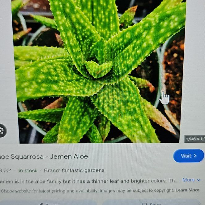Photo of the plant species Aloe squarrosa by @WizardWoodsrose named Oscar on Greg, the plant care app
