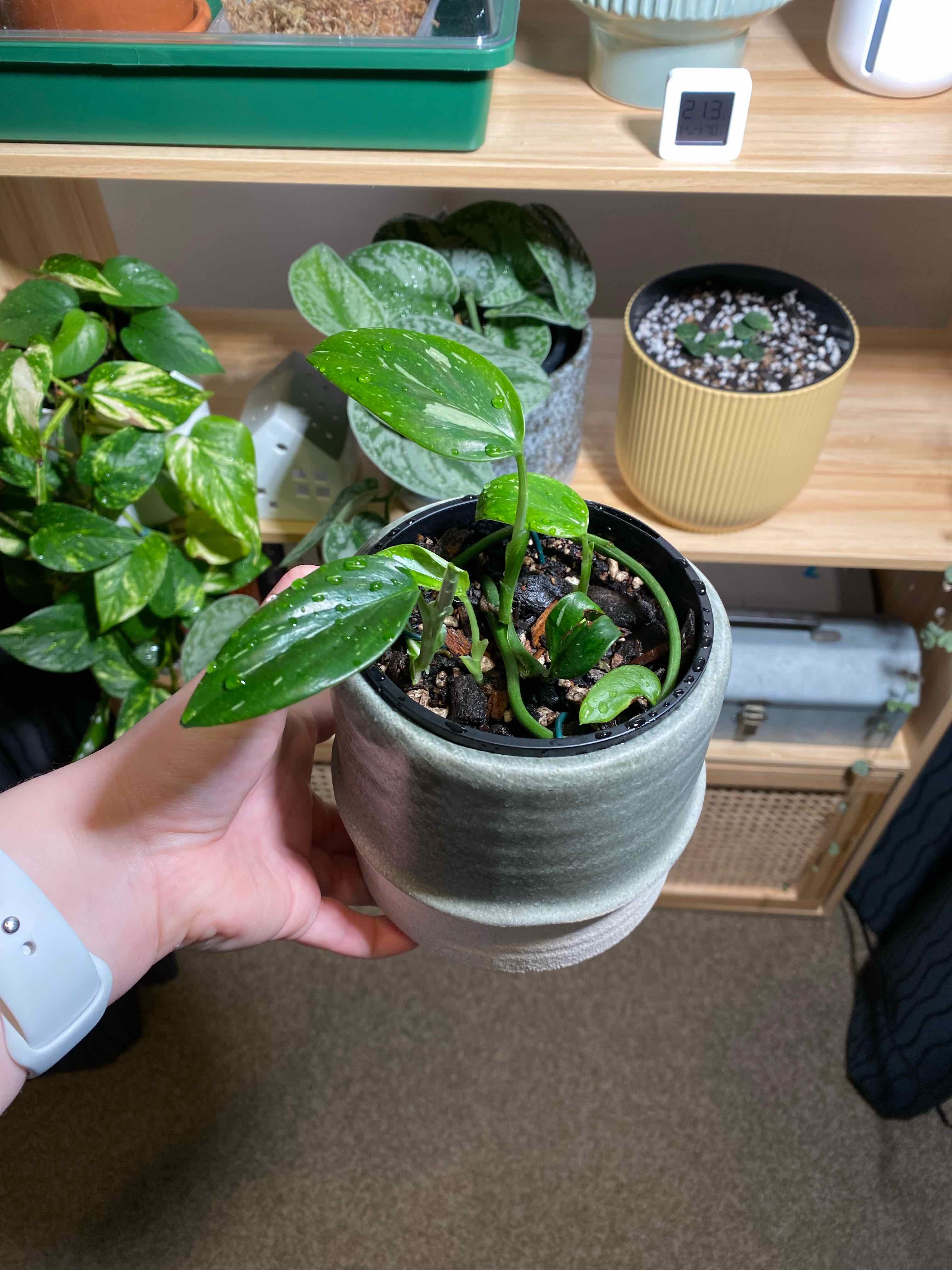 A healthy Monstera Cobra plant in a pot, held by a hand. Soil is visible.