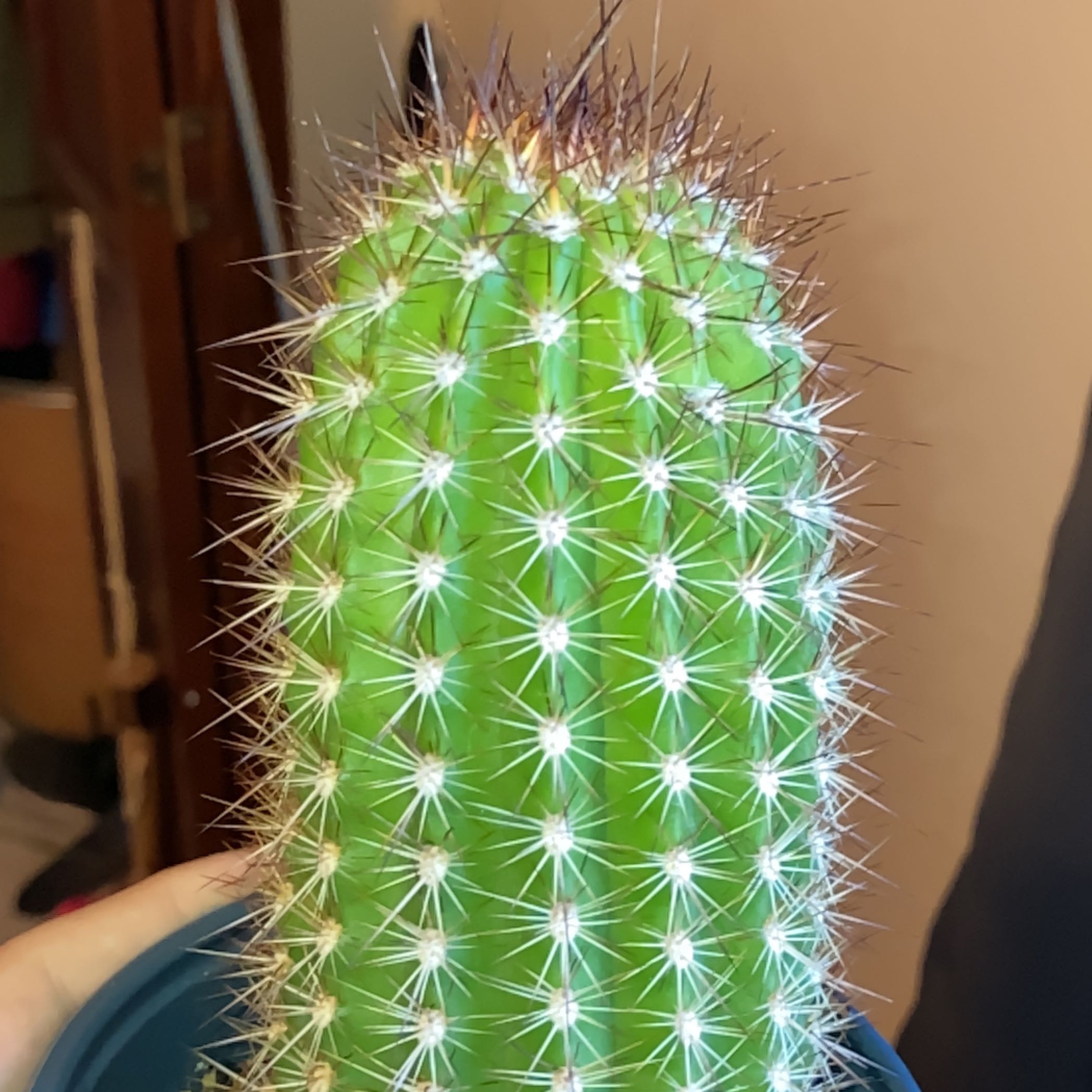 Healthy Torch Cactus with prominent spines, held by a hand.