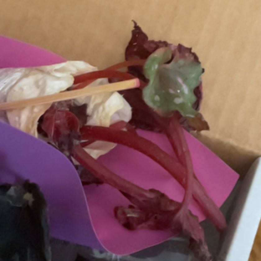 Photo of the plant species Rex Begonia Harmony's 'Hot Spot' by @CrucialDisphyma named Mary on Greg, the plant care app