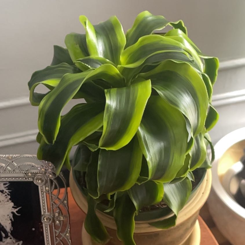 Dracaena 'Tornado' plant with vibrant green leaves in a pot.