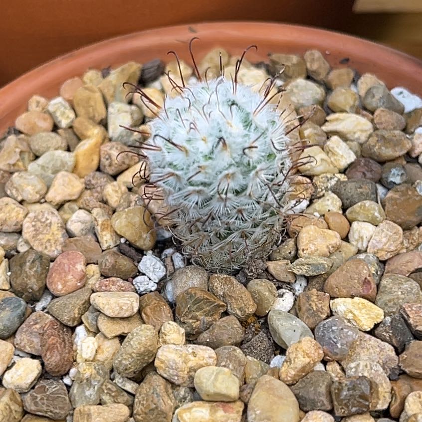 Photo of the plant species Mammillaria perezdelarosae by @ExactEggplant named Mammillaria Perez de la Rosae on Greg, the plant care app