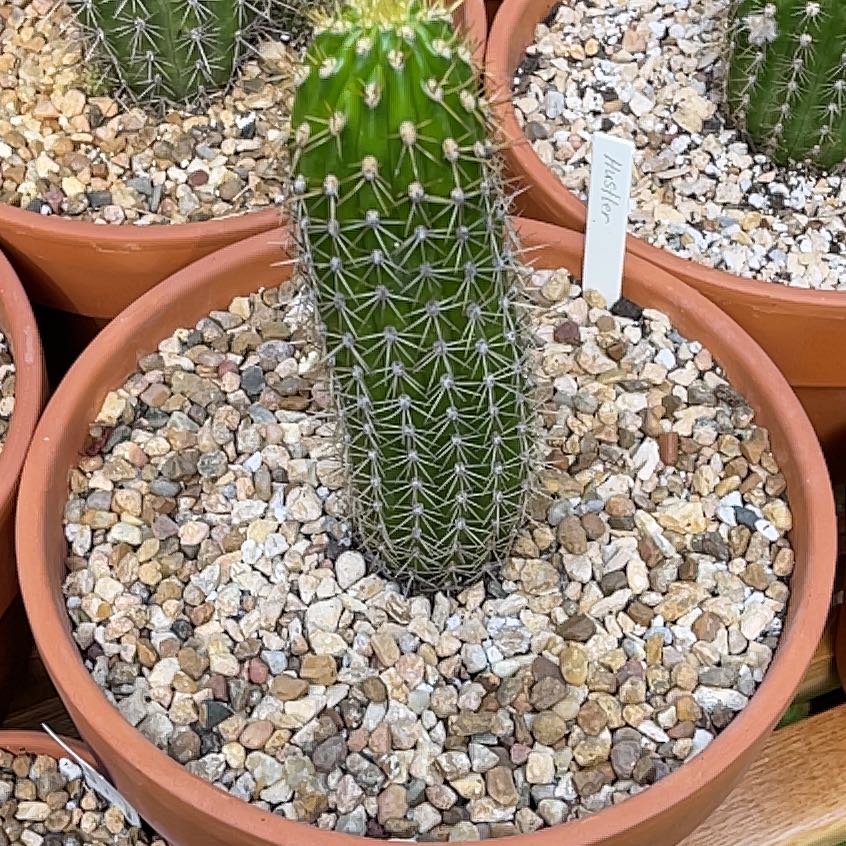 Torch Cactus in a terracotta pot with gravel on the soil surface.