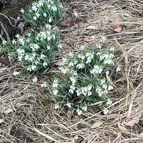 Photo of the plant species Snowdrop by @NimbleSpeedwell named Aria on Greg, the plant care app
