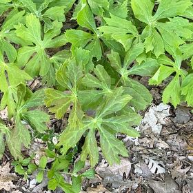 Photo of the plant species Mayapple by @NimbleSpeedwell named Zion on Greg, the plant care app