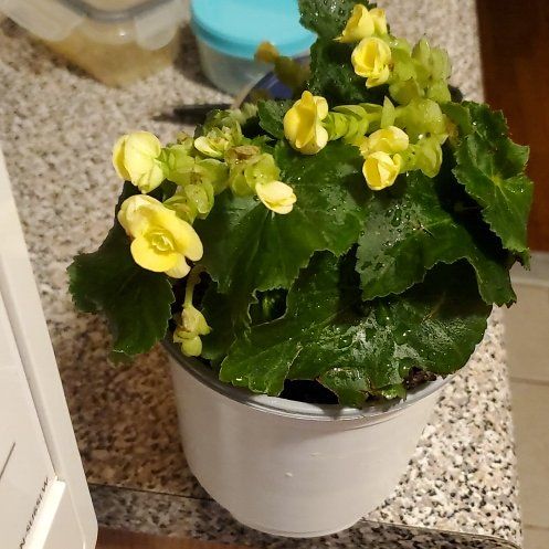 Photo of the plant species Amstel Carnival Begonia by @RadiantCowbane named Leaf Erickson on Greg, the plant care app