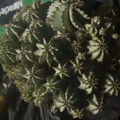 Snowflake Euphorbia plant