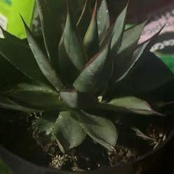 Agave 'Blue Glow' plant