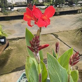 Photo of the plant species Canna Bronze Scarlet by @ArtisticBlueoak named Willow on Greg, the plant care app