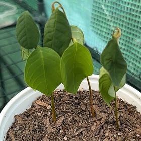 Photo of the plant species cherimoya by @ArtisticBlueoak named Cher on Greg, the plant care app