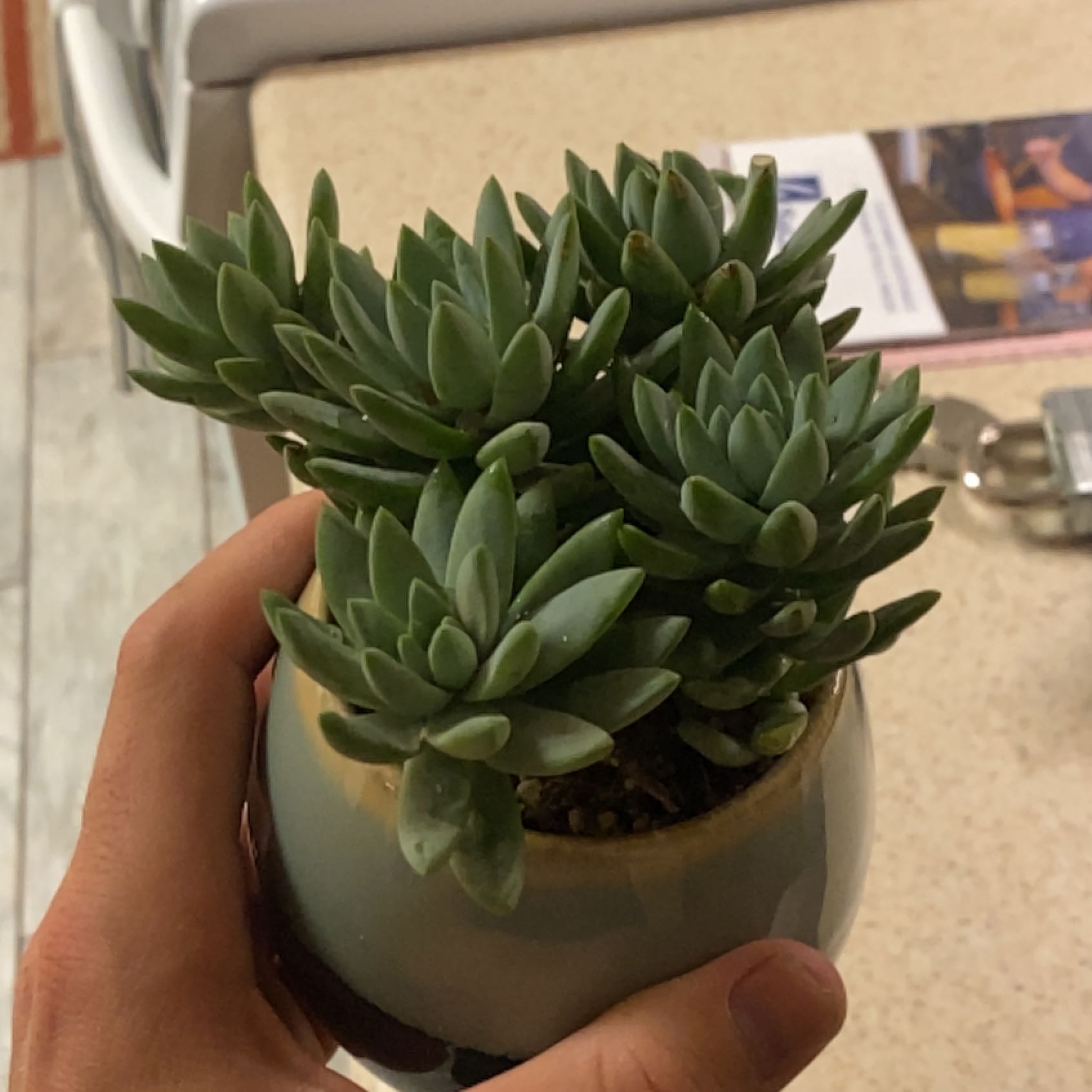 Sedeveria 'Harry Butterfield' succulent in a small pot, held by a hand.