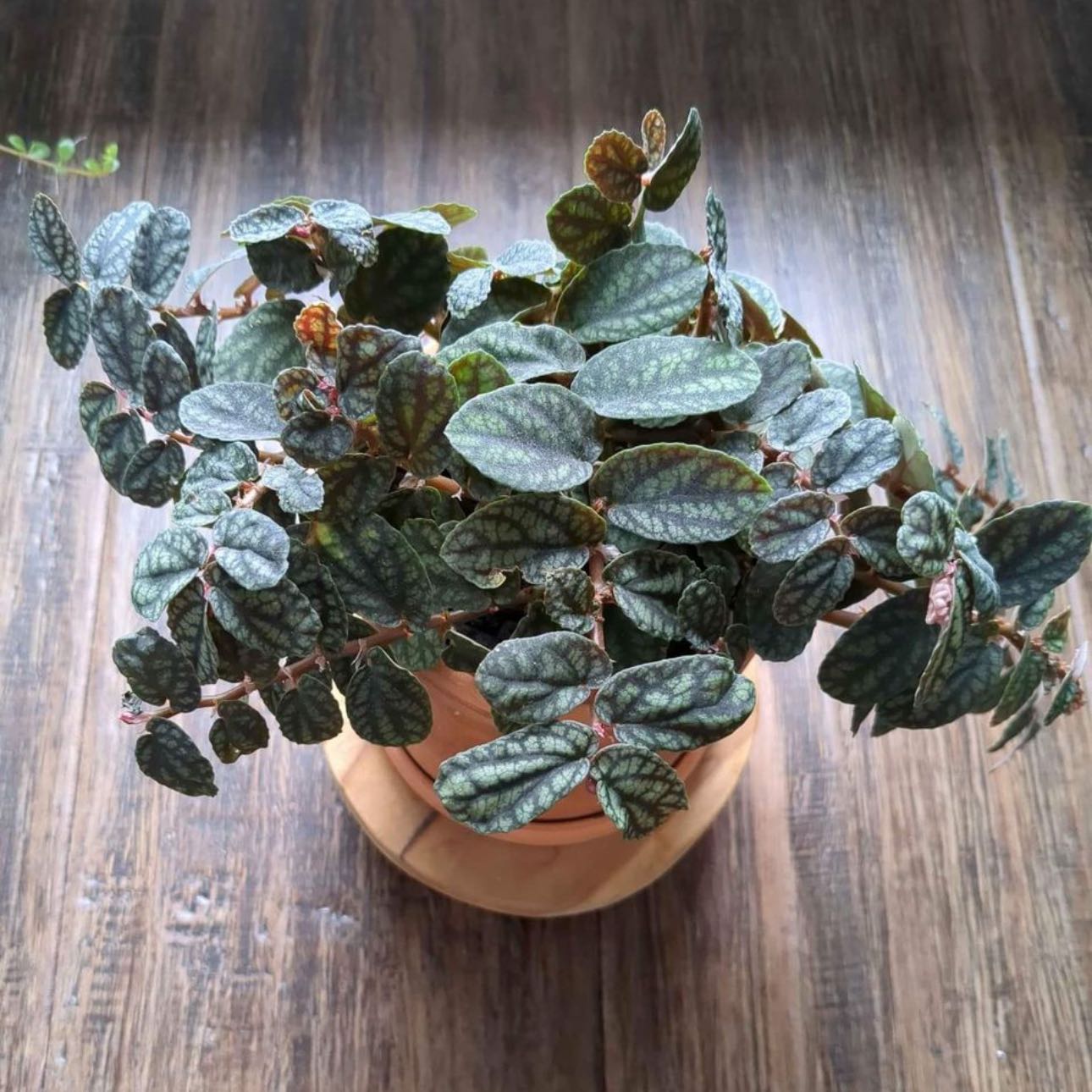 Watermelon vine