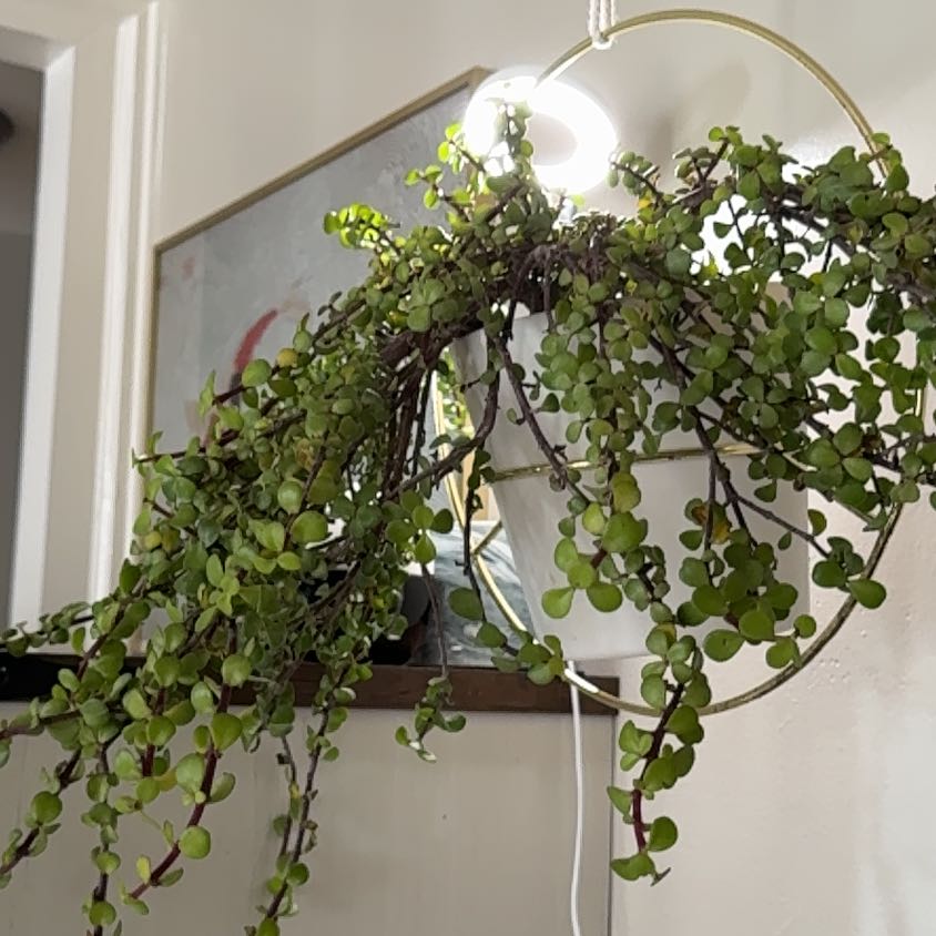 Photo of the plant species Crassula Ovata by @Catconscious named Mini jade on Greg, the plant care app