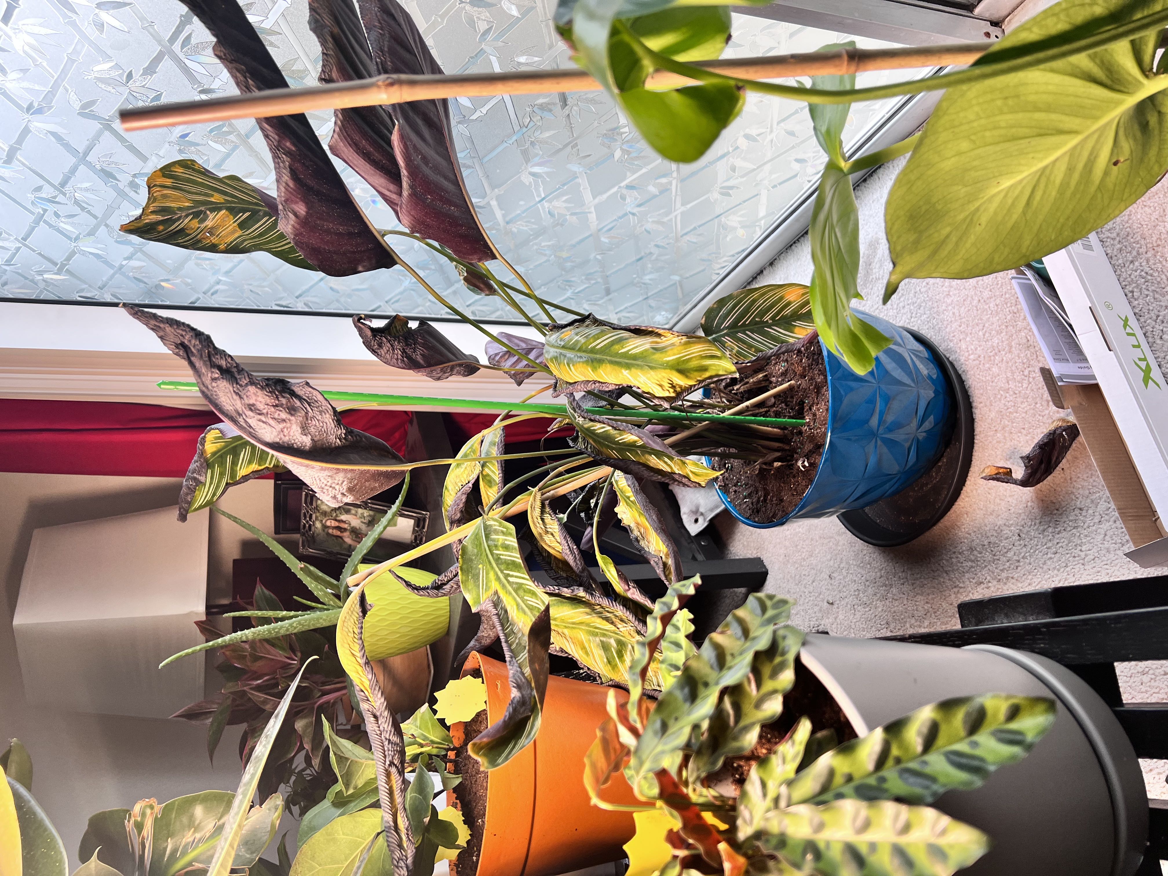Photo from the post