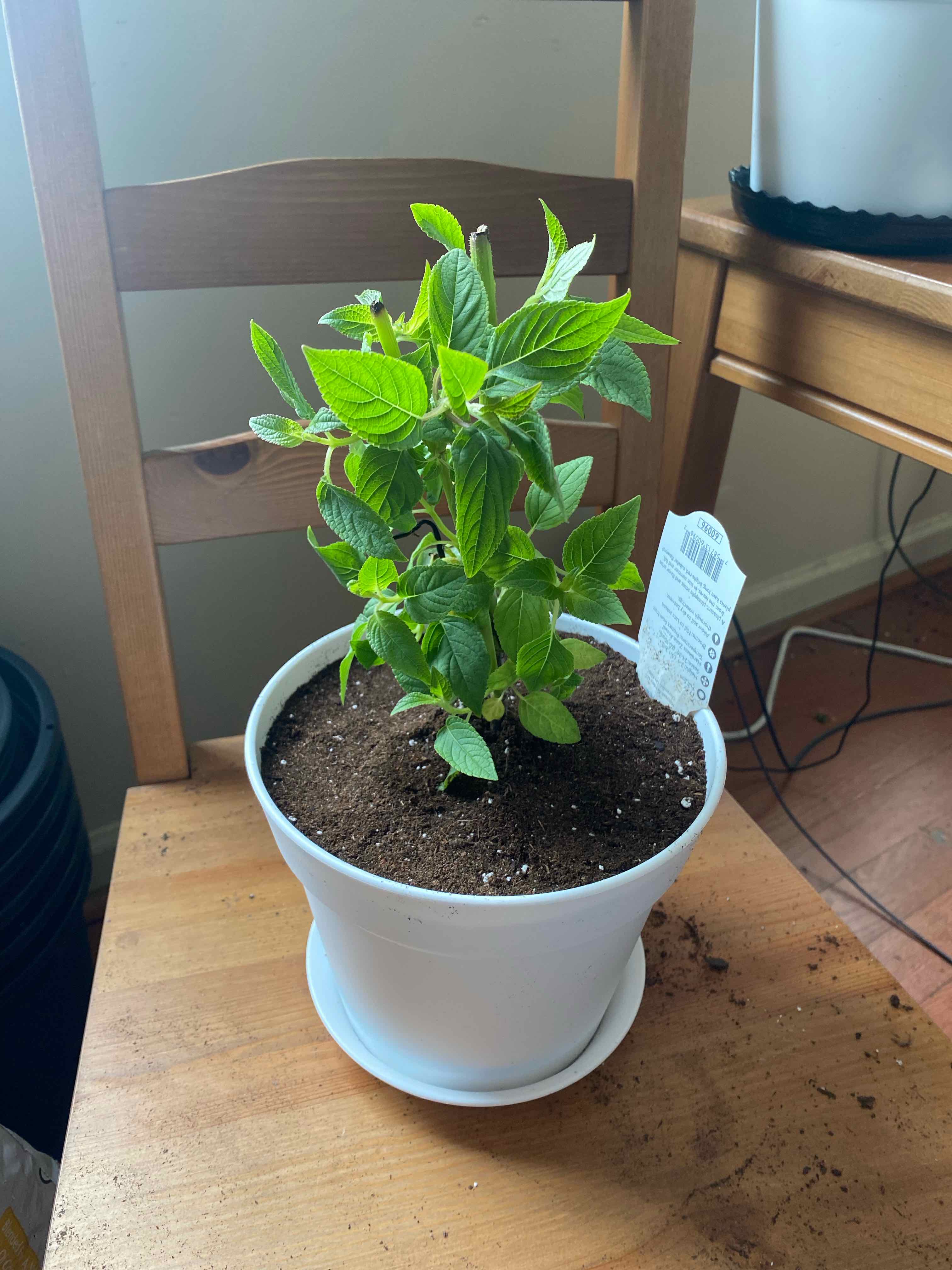 Potted Pineapple Sage plant on a wooden chair, healthy green leaves, visible soil.