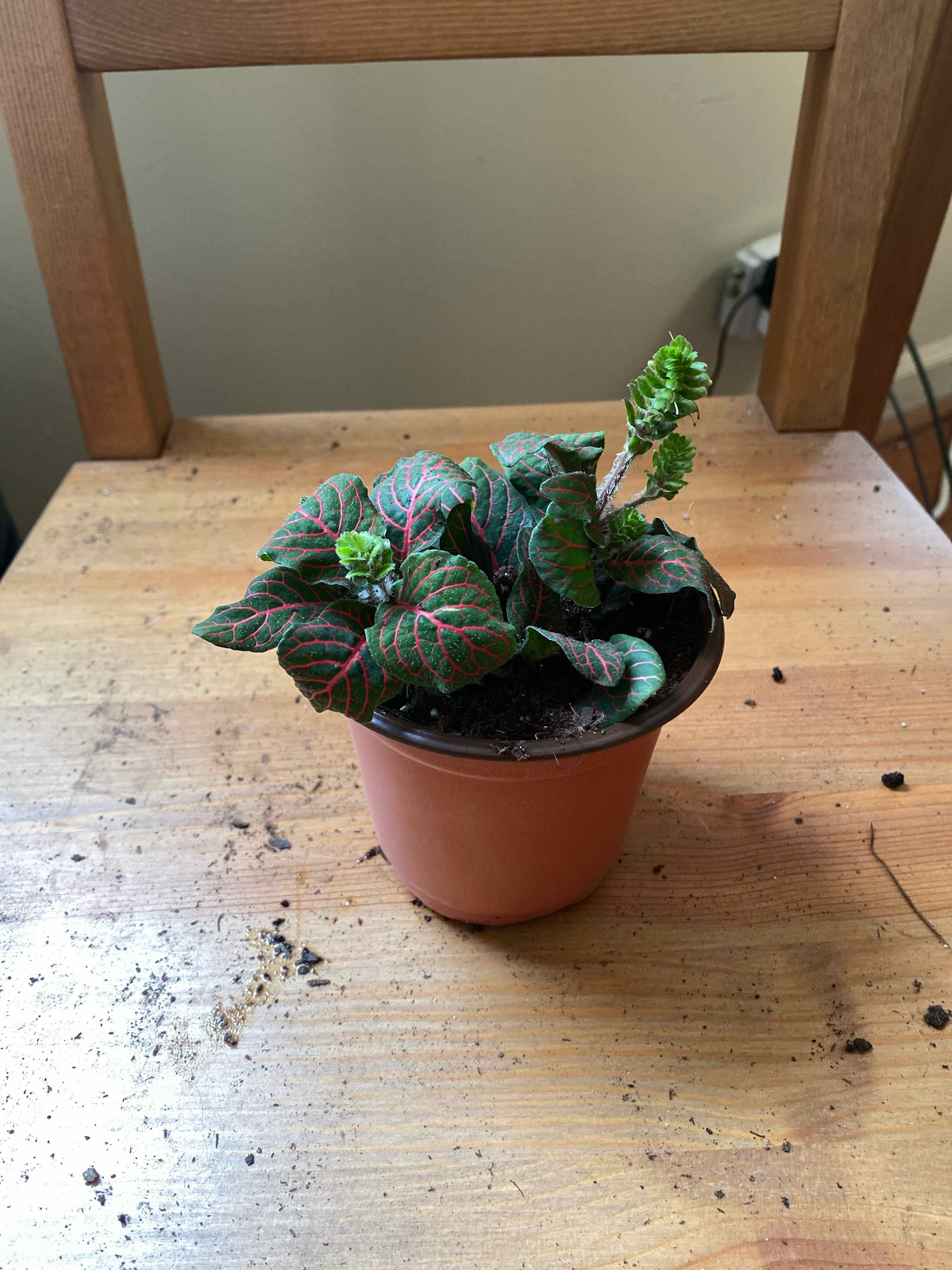 Potted Red Anne Nerve Plant with vibrant green leaves and red veins on a wooden surface.