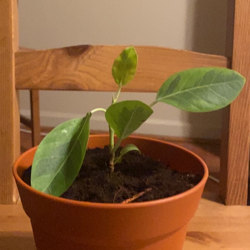 Photo of the plant species Ficus 'Golden Gem' by @jwisser named Altissima on Greg, the plant care app