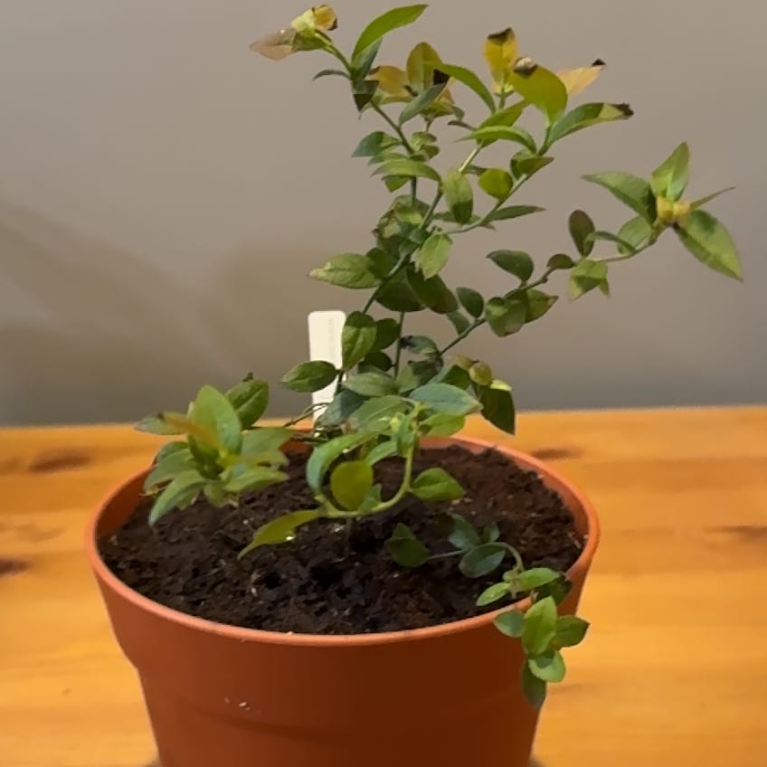 Top Hat Blueberry Plant Care Water, Light, Nutrients Greg App 🌱