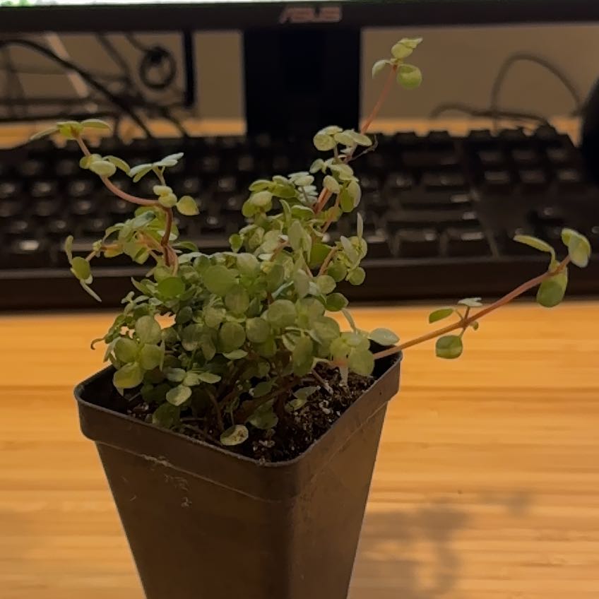 Pilea 'Silver Sparkle' plant in a black pot with a computer keyboard and monitor in the background.