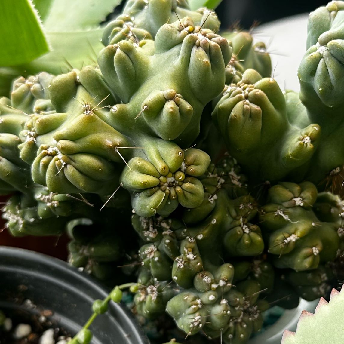 Photo of the plant species Peyote by @RulerQuince named Pax on Greg, the plant care app