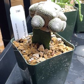 Photo of the plant species Blossfeldia liliputana by @ZestyGuavatree named Maya on Greg, the plant care app
