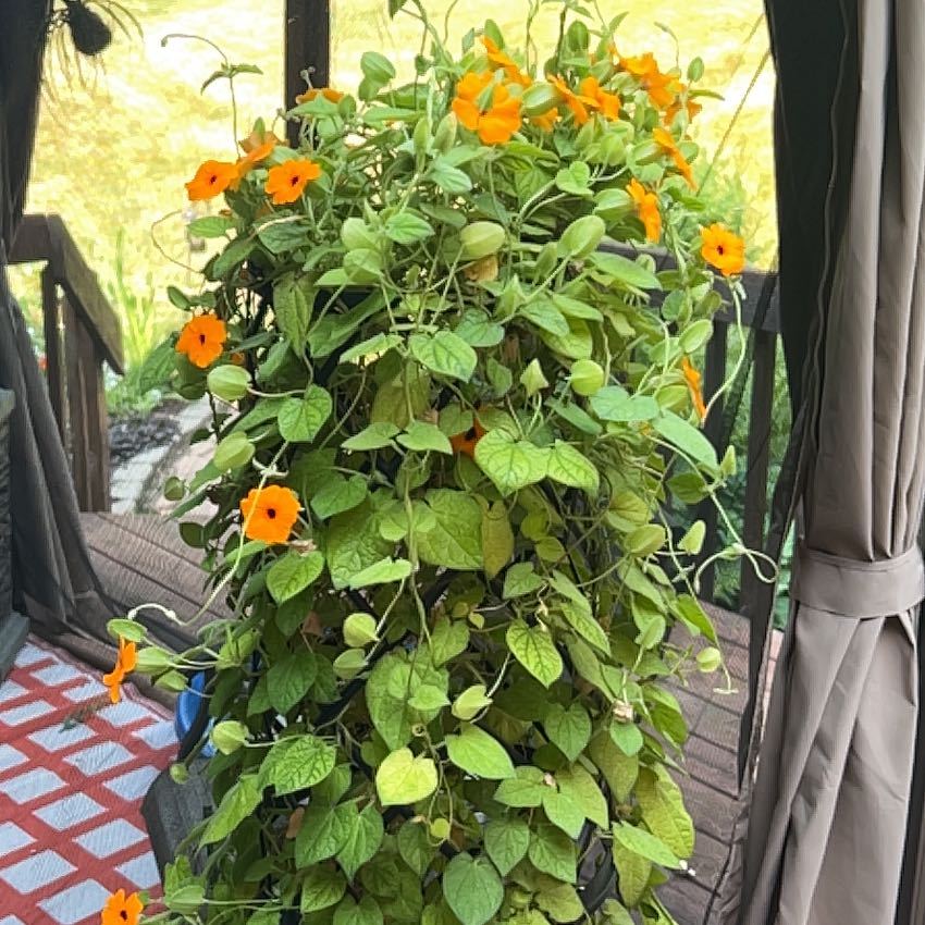 Blackeyed Susan Vine with orange flowers and some yellowing leaves.