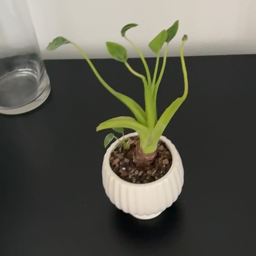 Photo of the plant species Alocasia Tiny Dancers by @HoorayLithop named Athena on Greg, the plant care app