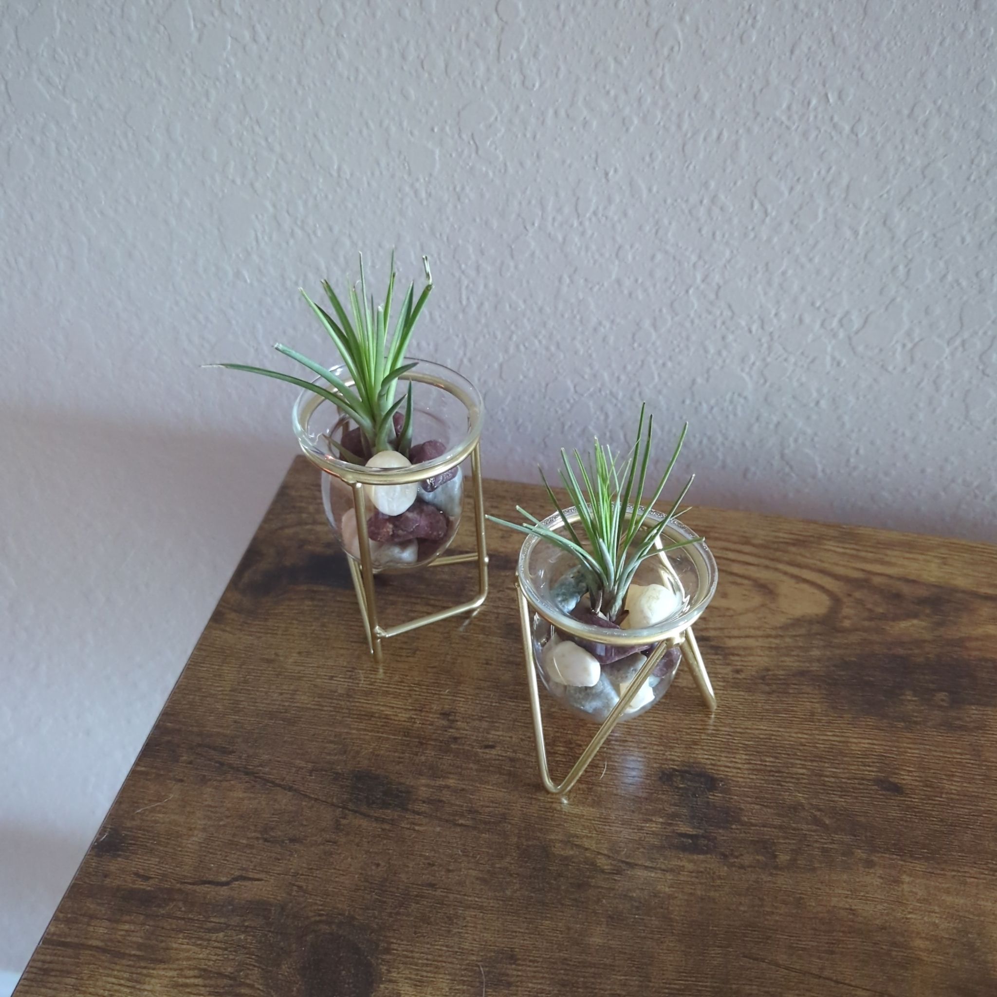Two Aeranthos Air Plants in glass containers with decorative stones on a wooden surface.