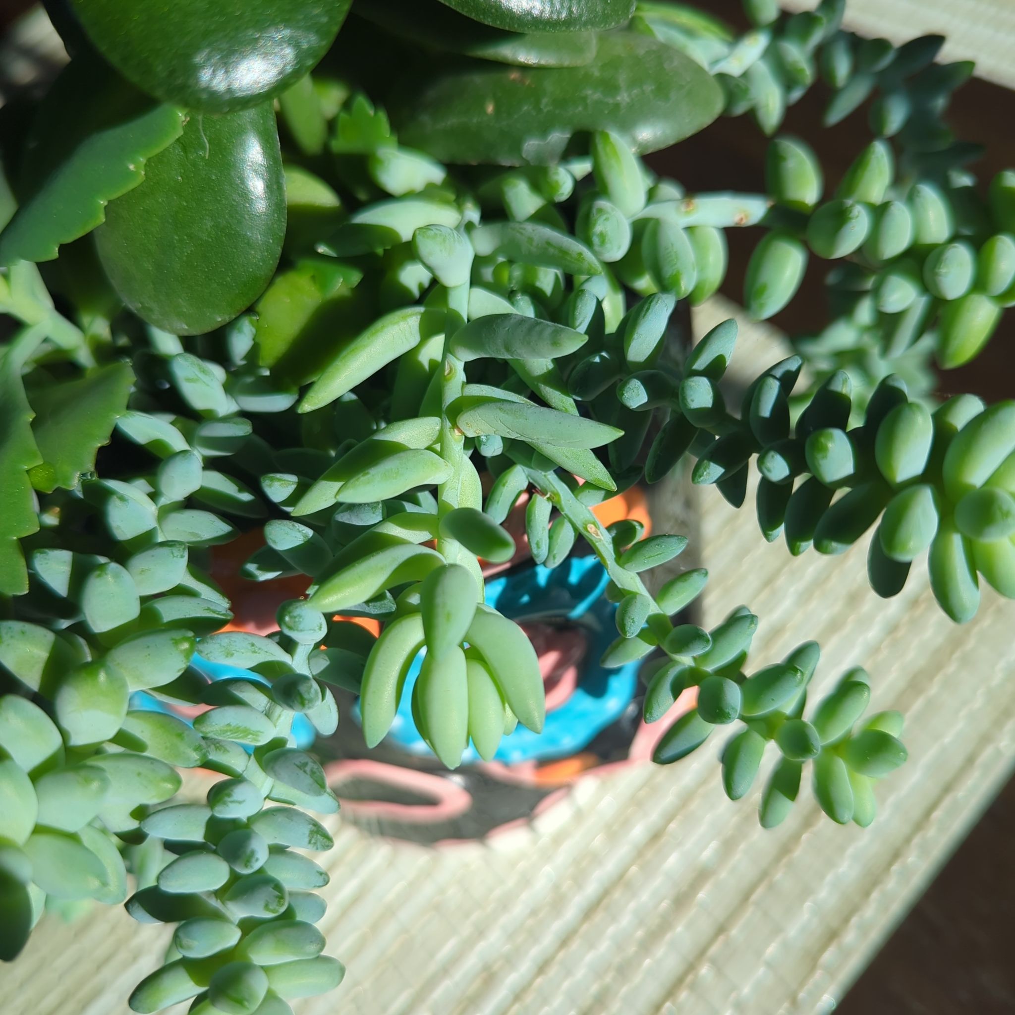 Sedeveria 'Harry Butterfield' plant with healthy, green leaves.