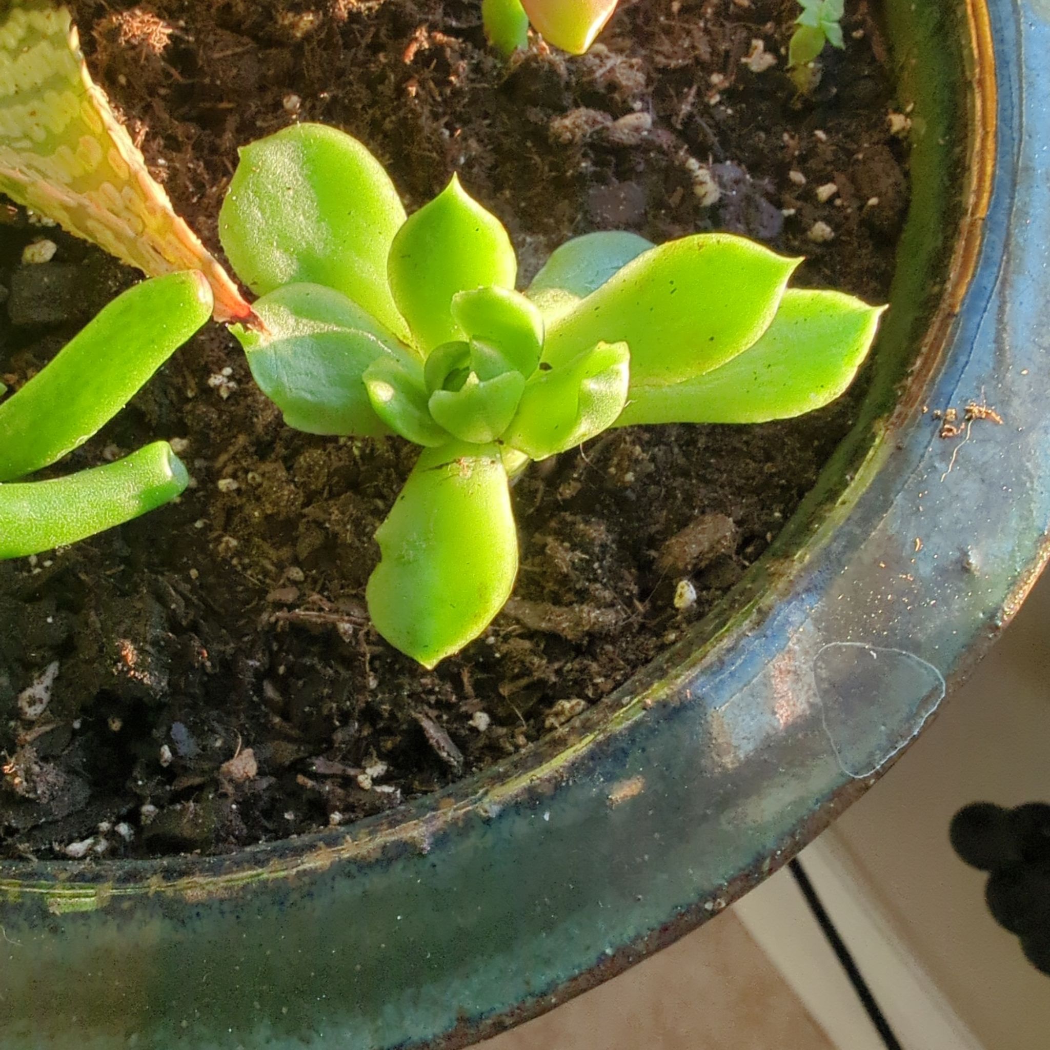 Echeveria 'Lime n' Chile' plant in a pot with visible soil, healthy green leaves.