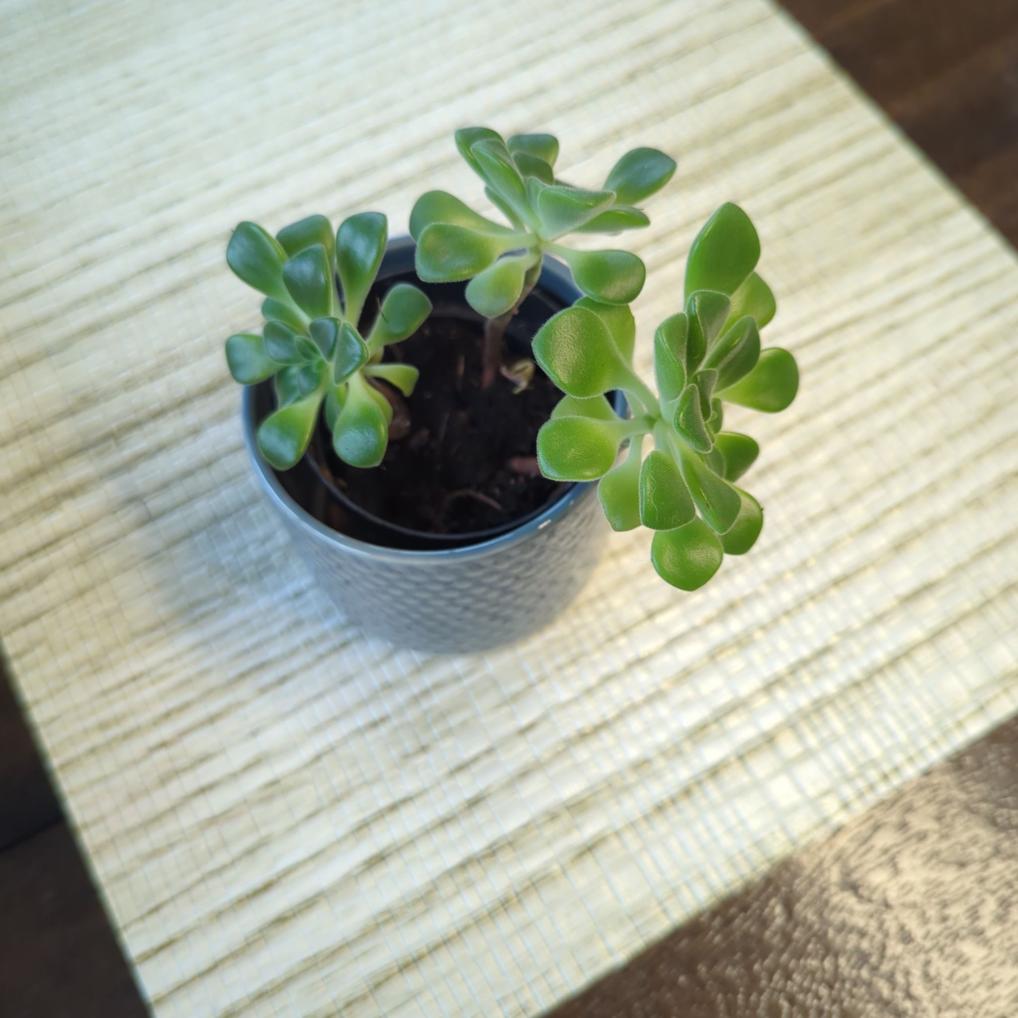 Photo of the plant species Aeonium lindleyi by @iTryandTheyDie named ChloroPhil on Greg, the plant care app