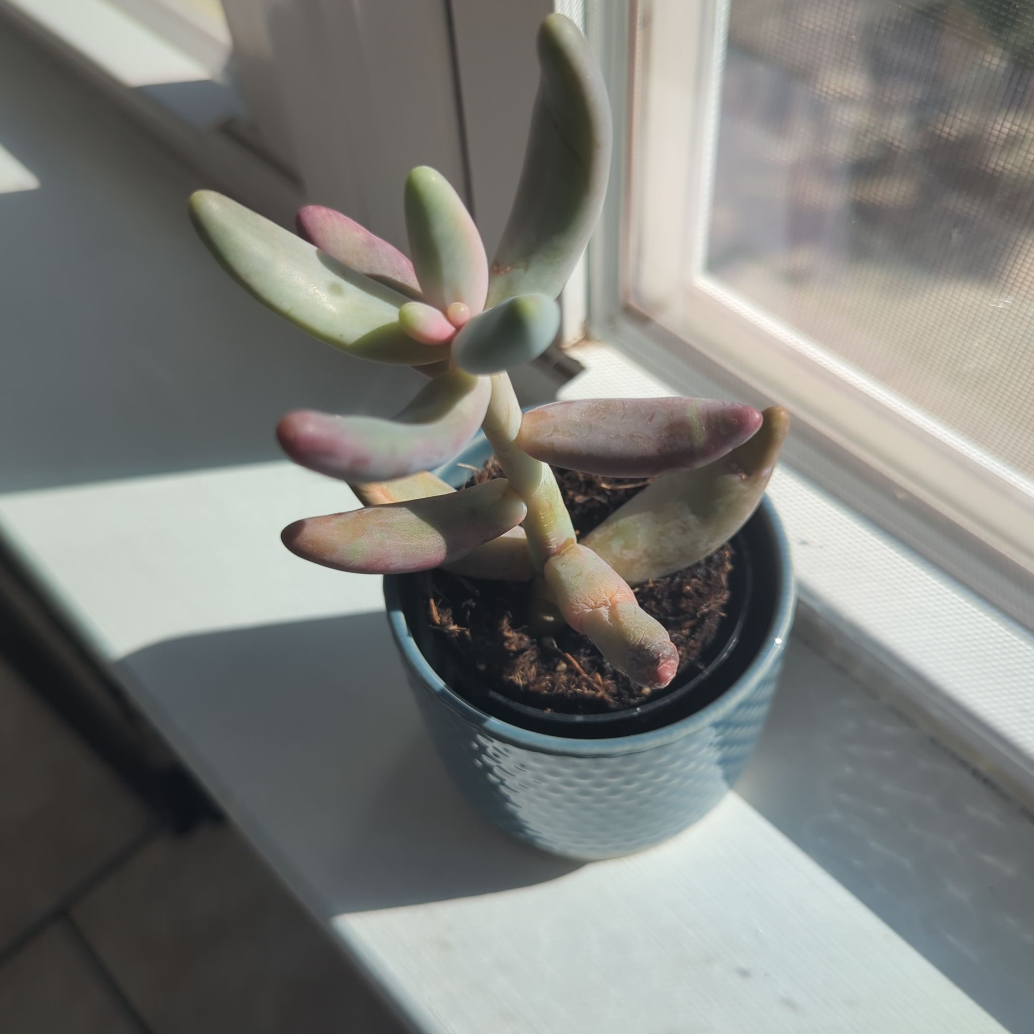Pachysedum 'Ganzhou' succulent in a small pot on a windowsill.