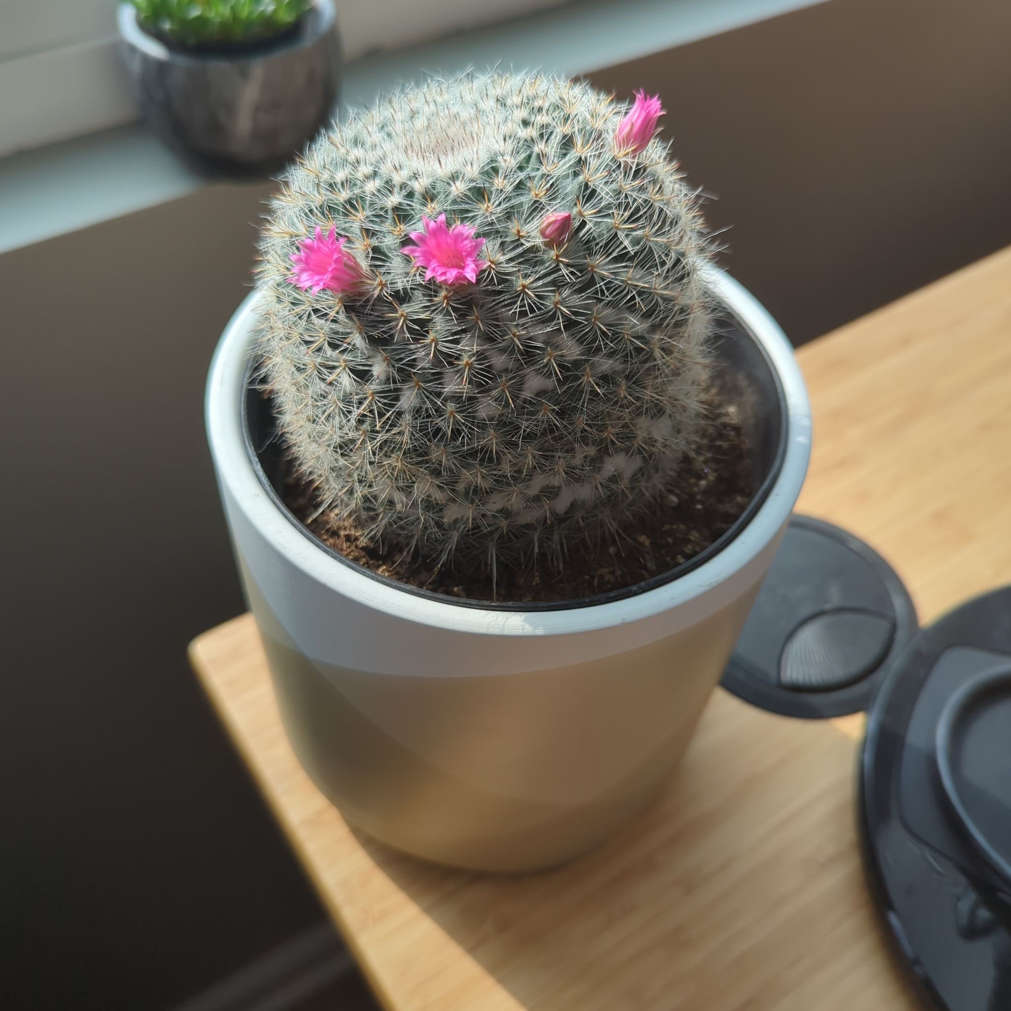 Old Lady Cactus in a pot with pink flowers blooming on top.