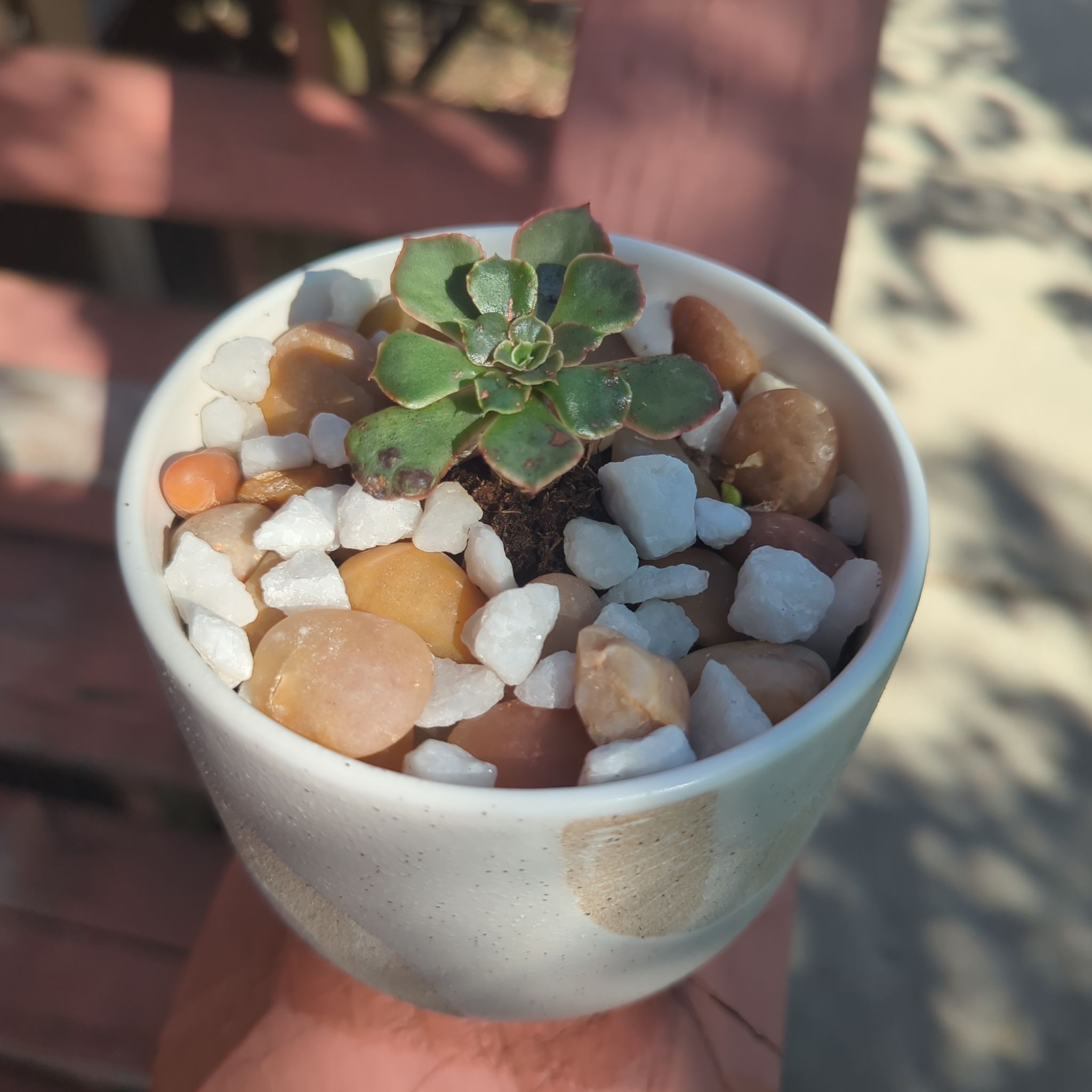 Echeveria 'Neon Breakers' plant in a white pot with decorative stones, held by a hand.