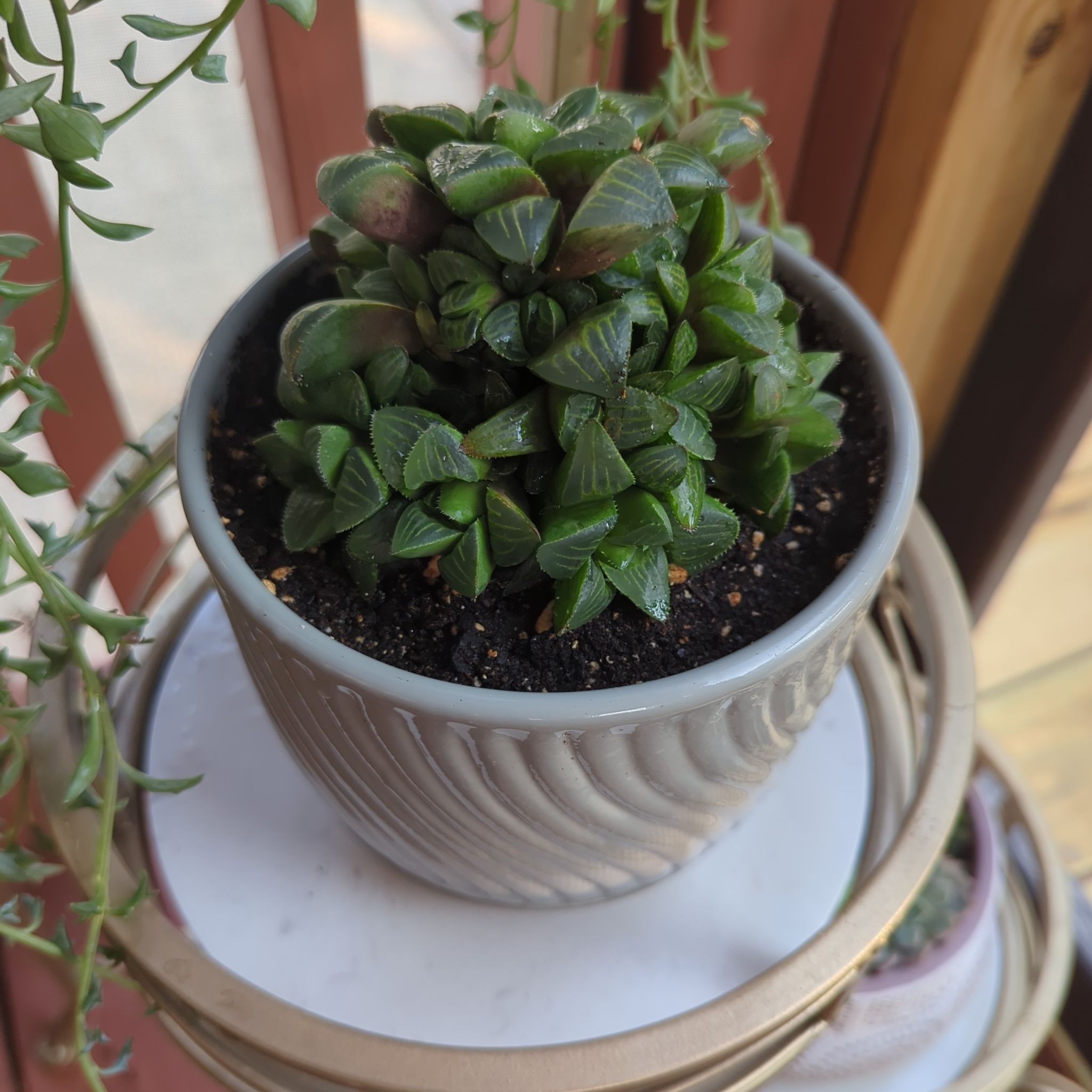 Photo of the plant species Haworthia mirabilis by @iTryandTheyDie named Taylor Swift on Greg, the plant care app