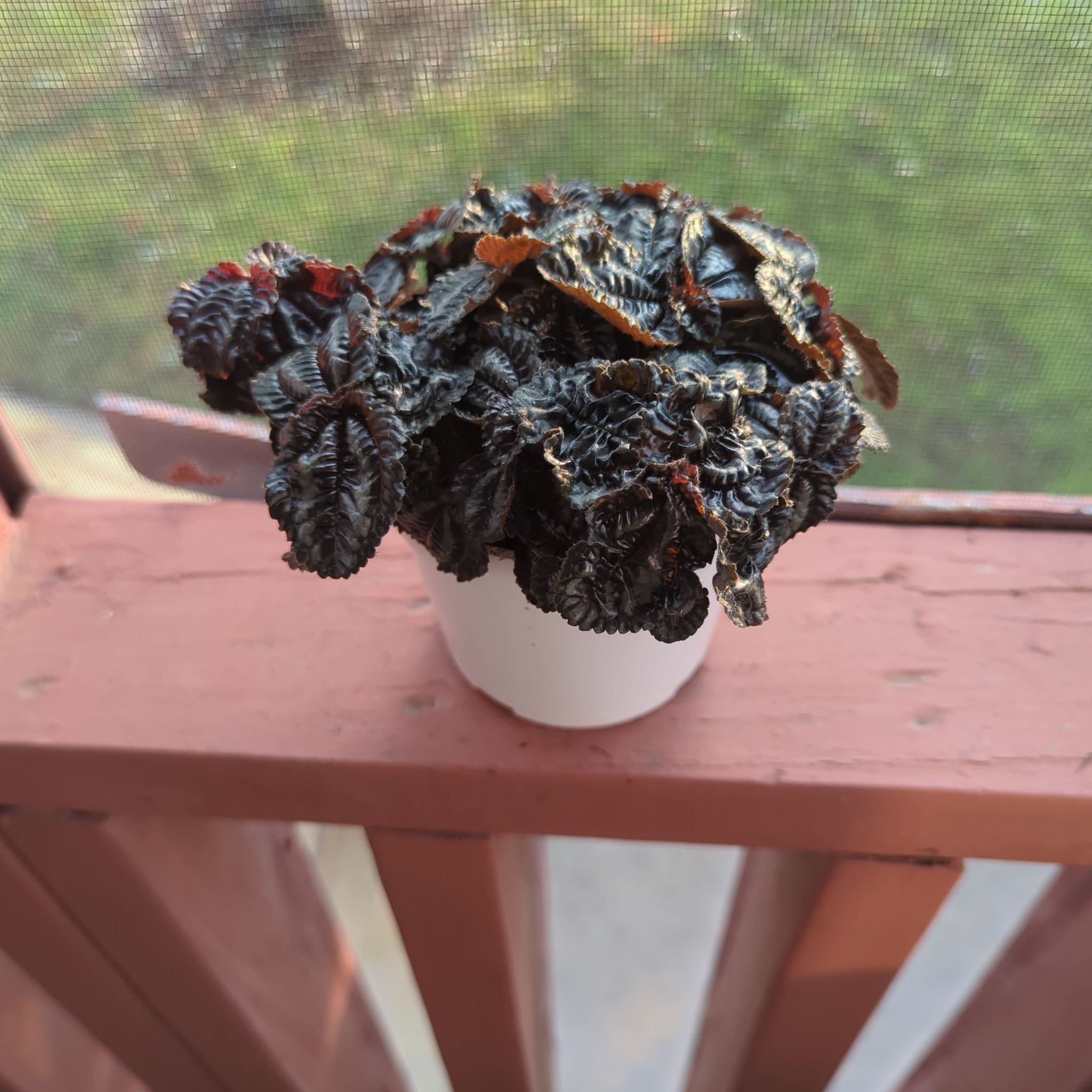 Photo of the plant species Silver Friendship Plant by @iTryandTheyDie named Shakira on Greg, the plant care app