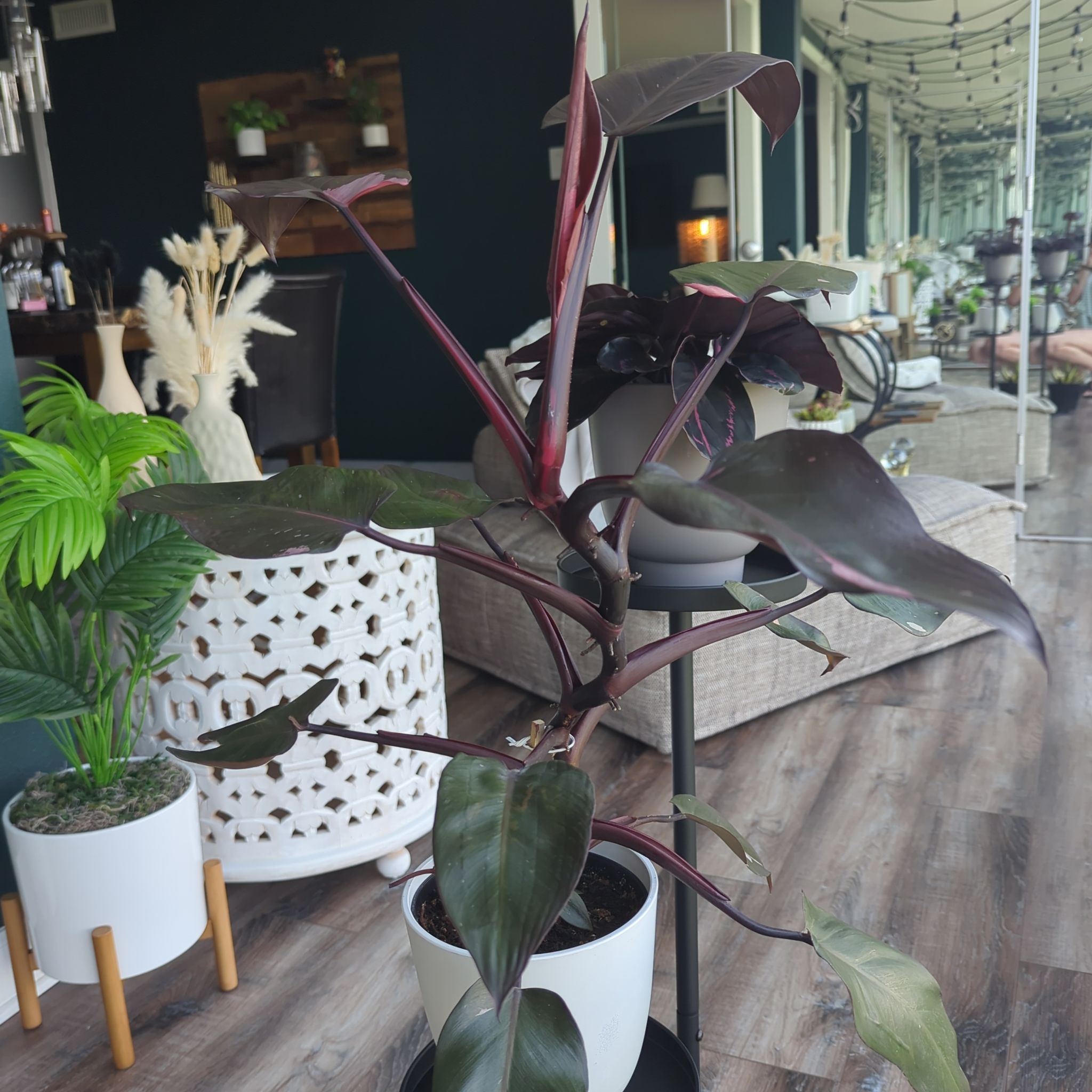 Photo of the plant species Pink Princess Philodendron by @iTryandTheyDie named Princess Sophia on Greg, the plant care app
