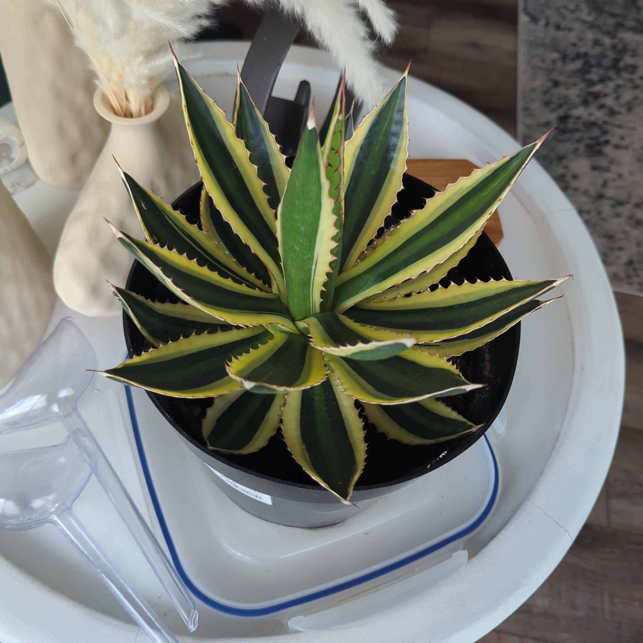 Photo of the plant species Quadricolor Century Plant by @iTryandTheyDie named Marley on Greg, the plant care app
