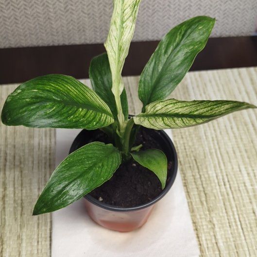 Photo of the plant species Spathiphyllum 'Jessica' by @iTryandTheyDie named Robert Plant on Greg, the plant care app
