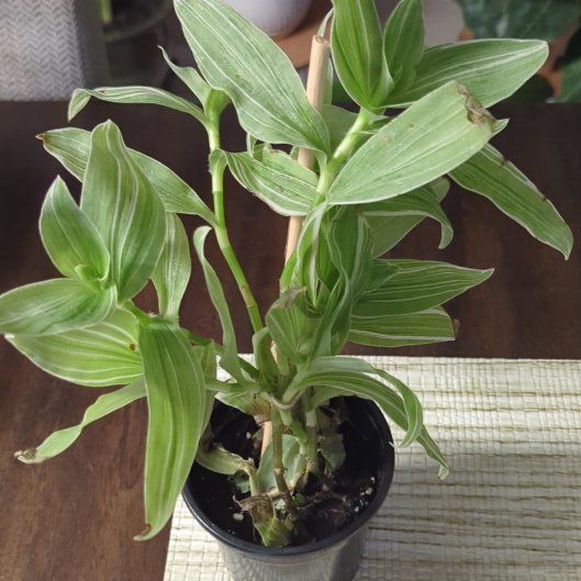 Photo of the plant species Tradescantia 'Sanna' by @iTryandTheyDie named Kendall on Greg, the plant care app