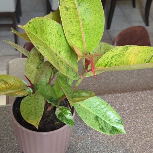 Photo of the plant species Ficus 'Pink' by @iTryandTheyDie named Eva on Greg, the plant care app