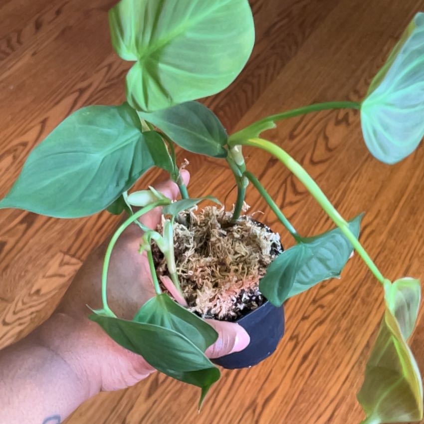 Camposportoanum Velvet Shield plant being held, with healthy green leaves and visible soil.
