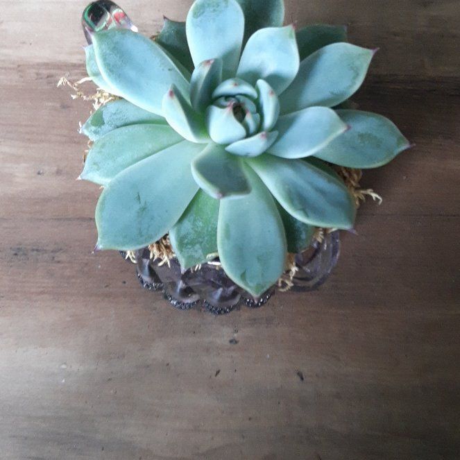 Photo of the plant species Echeveria Parva by @FitCoffeebush named Violet on Greg, the plant care app