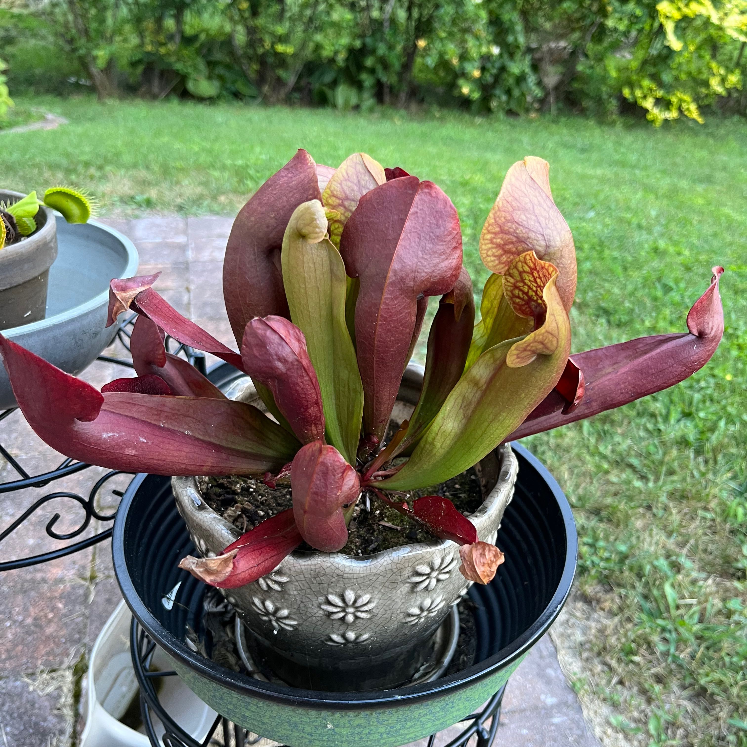 Plant care for Bamboo Orchid on Greg, the plant care app