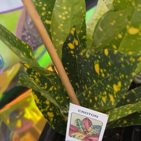 Photo of the plant species Croton 'Norma' by @WiseVetiver named Norma on Greg, the plant care app